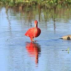 Ibis rouge