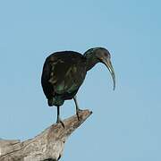 Green Ibis