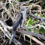 Anhinga d'Afrique