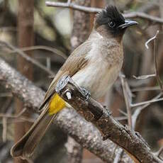 Bulbul tricolore