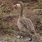 Canard à bec rouge