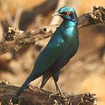 Choucador de Swainson