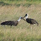 Cigogne à pattes noires