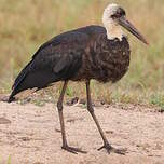 Cigogne à pattes noires