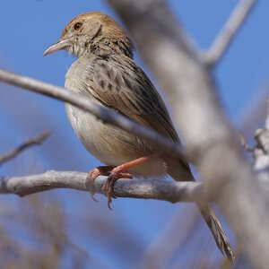 Cisticole grinçante