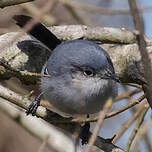 Gobemoucheron masqué