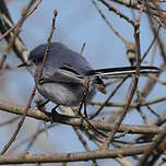 Gobemoucheron masqué