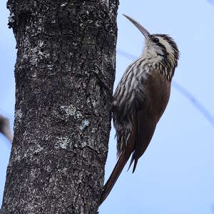 Grimpar à bec étroit