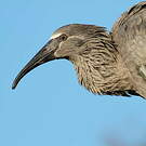 Ibis plombé