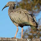 Ibis plombé