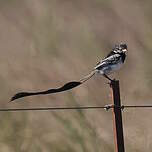 Moucherolle à queue large
