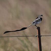 Moucherolle à queue large