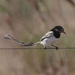 Moucherolle à queue large