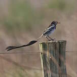Moucherolle à queue large
