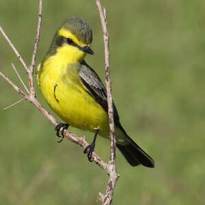 Moucherolle à sourcils jaunes
