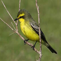 Moucherolle à sourcils jaunes