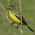 Moucherolle à sourcils jaunes