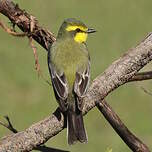 Moucherolle à sourcils jaunes