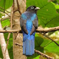 Trogon de Sclater