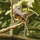 Trogon de Sclater
