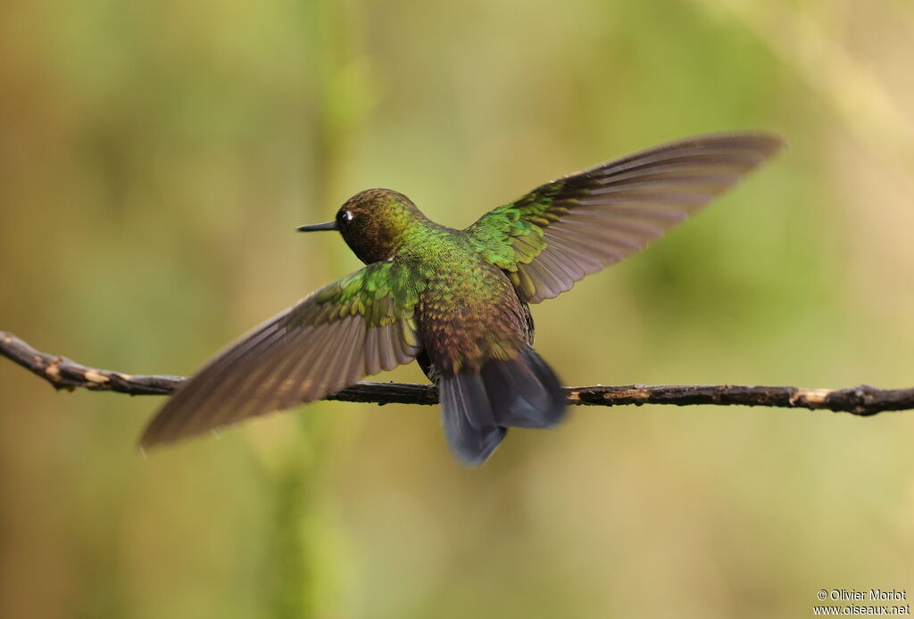 Collared Inca