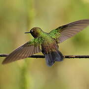 Collared Inca