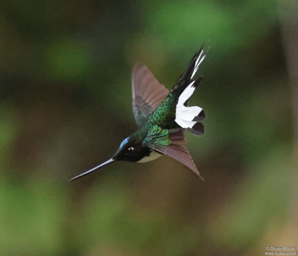 Collared Inca