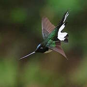 Collared Inca