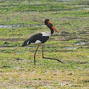 Saddle-billed Stork