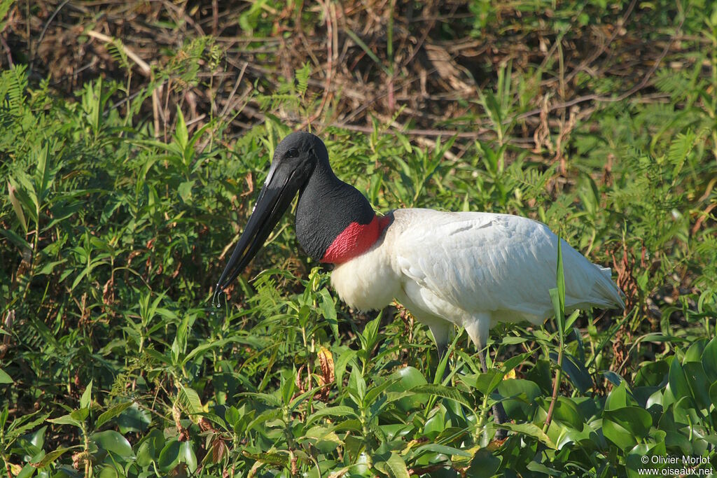Jabiru