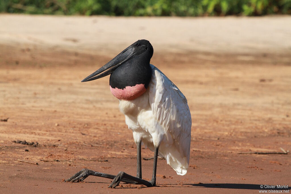 Jabiru