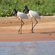 Jabiru