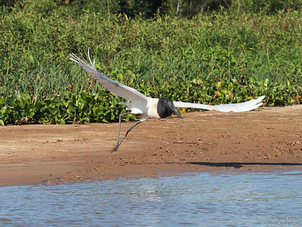 Jabiru