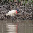 Jabiru d'Amérique