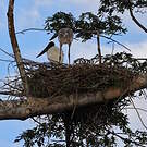 Jabiru d'Amérique