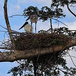 Jabiru d'Amérique
