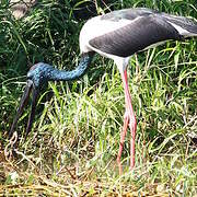 Black-necked Stork