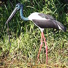 Jabiru d'Asie
