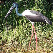 Black-necked Stork