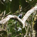Jacamar à longue queue