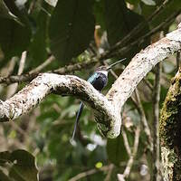 Jacamar à longue queue