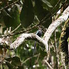Jacamar à longue queue