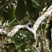 Jacamar à longue queue