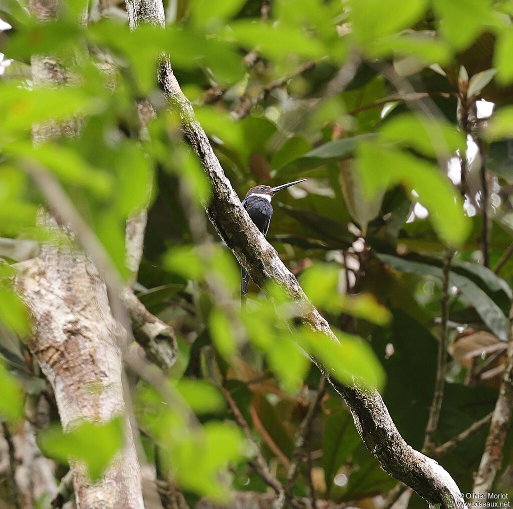 Jacamar à longue queue
