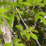 Jacamar à longue queue