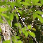 Jacamar à longue queue
