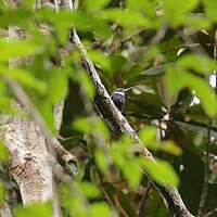 Jacamar à longue queue