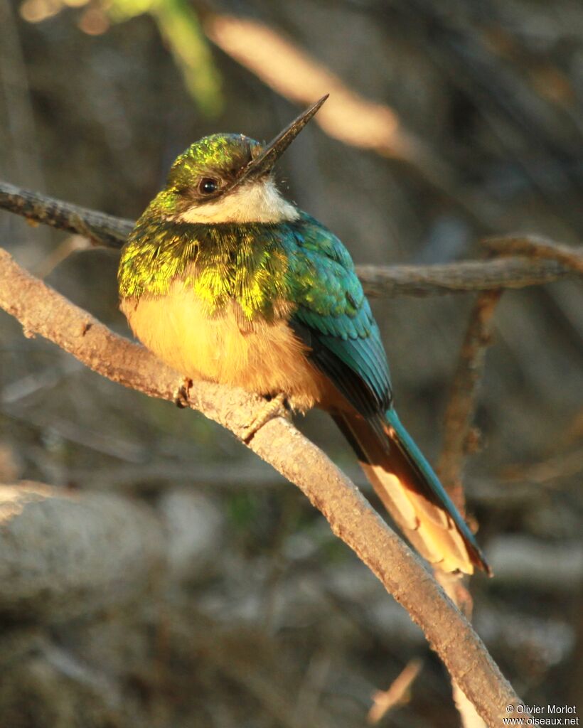 Rufous-tailed Jacamar