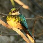 Jacamar à queue rousse