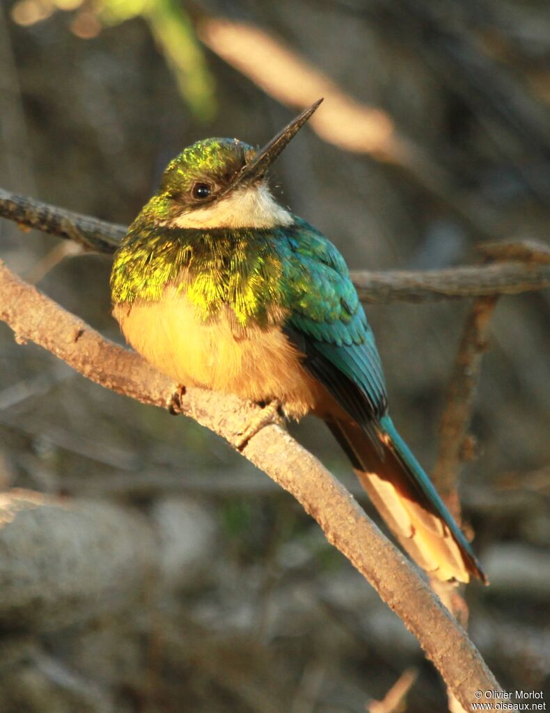 Jacamar à queue rousse